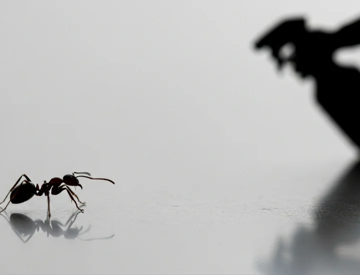 مكافحه حشرات